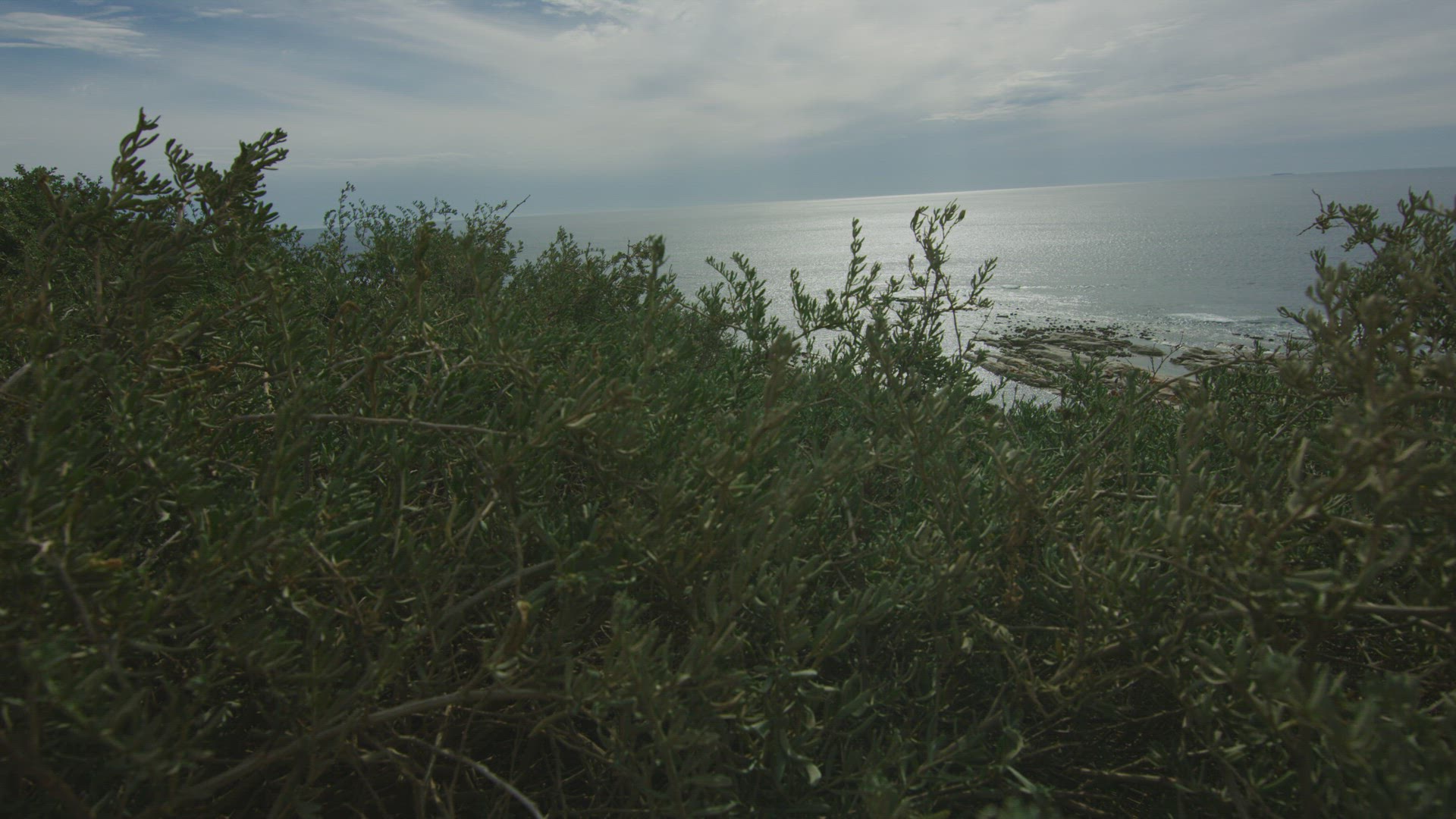 Through the Salt Bush The Granites Kingston Limestone Coast South Australia