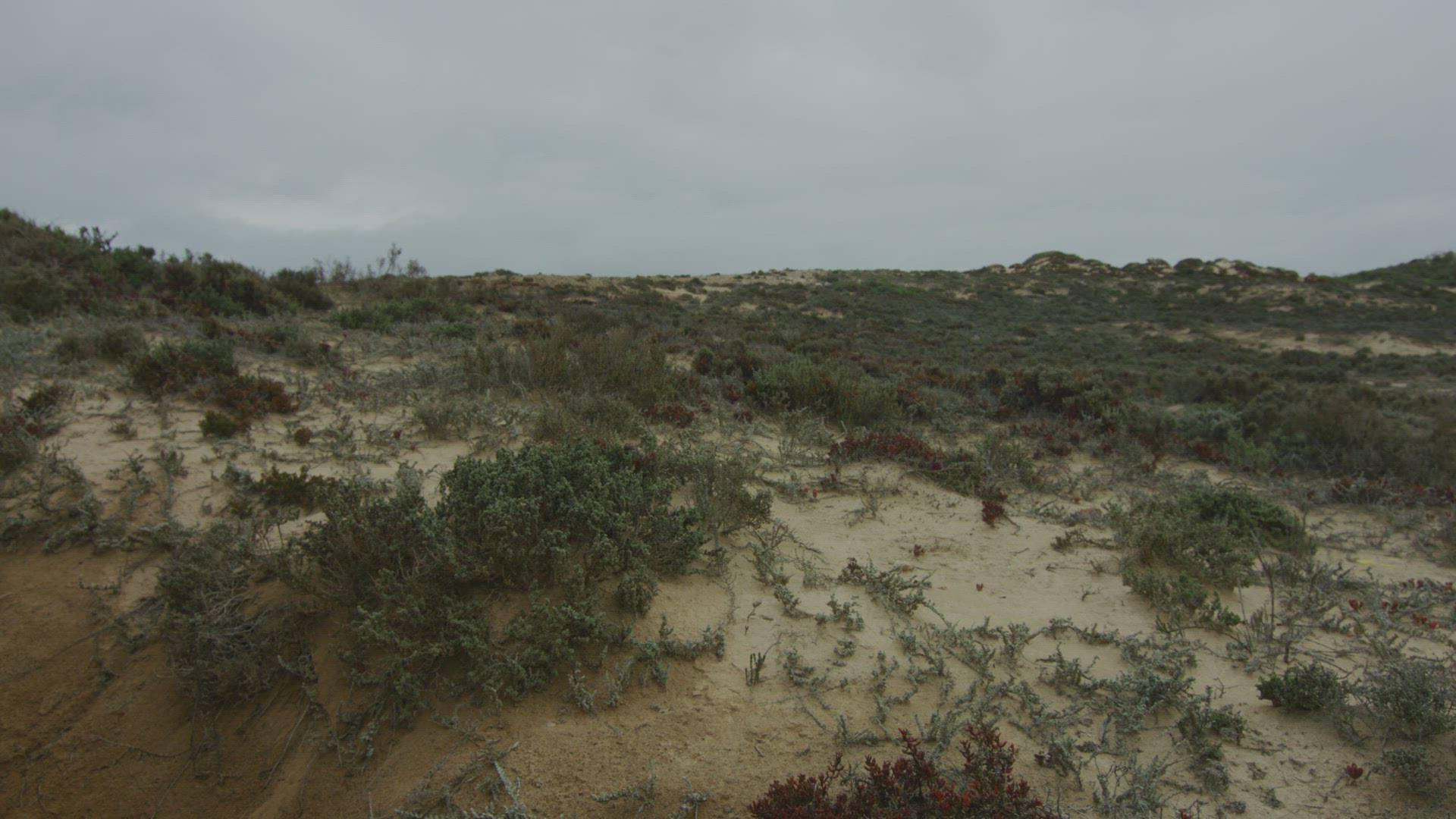 Eyre Peninsula Sand Dunds and coastal Vegitation