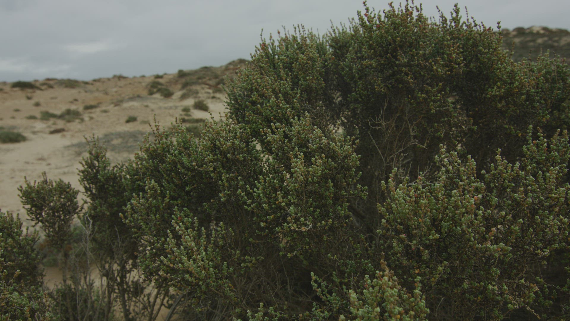 coastal Vegetation Eyre Peninsula Salt Bush