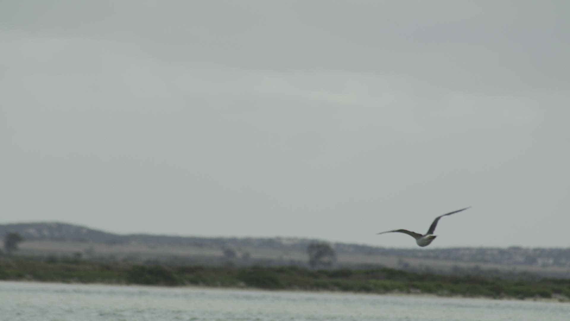 Pacific Gull Flying