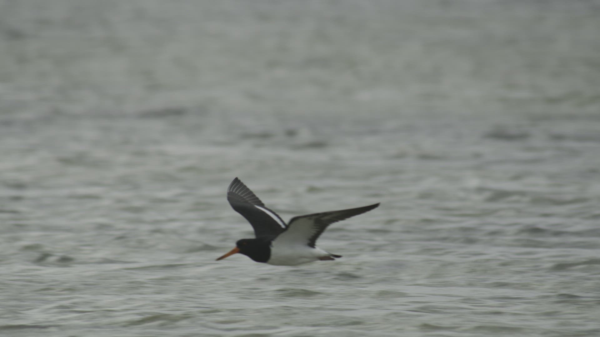 Oystercatcher Flying