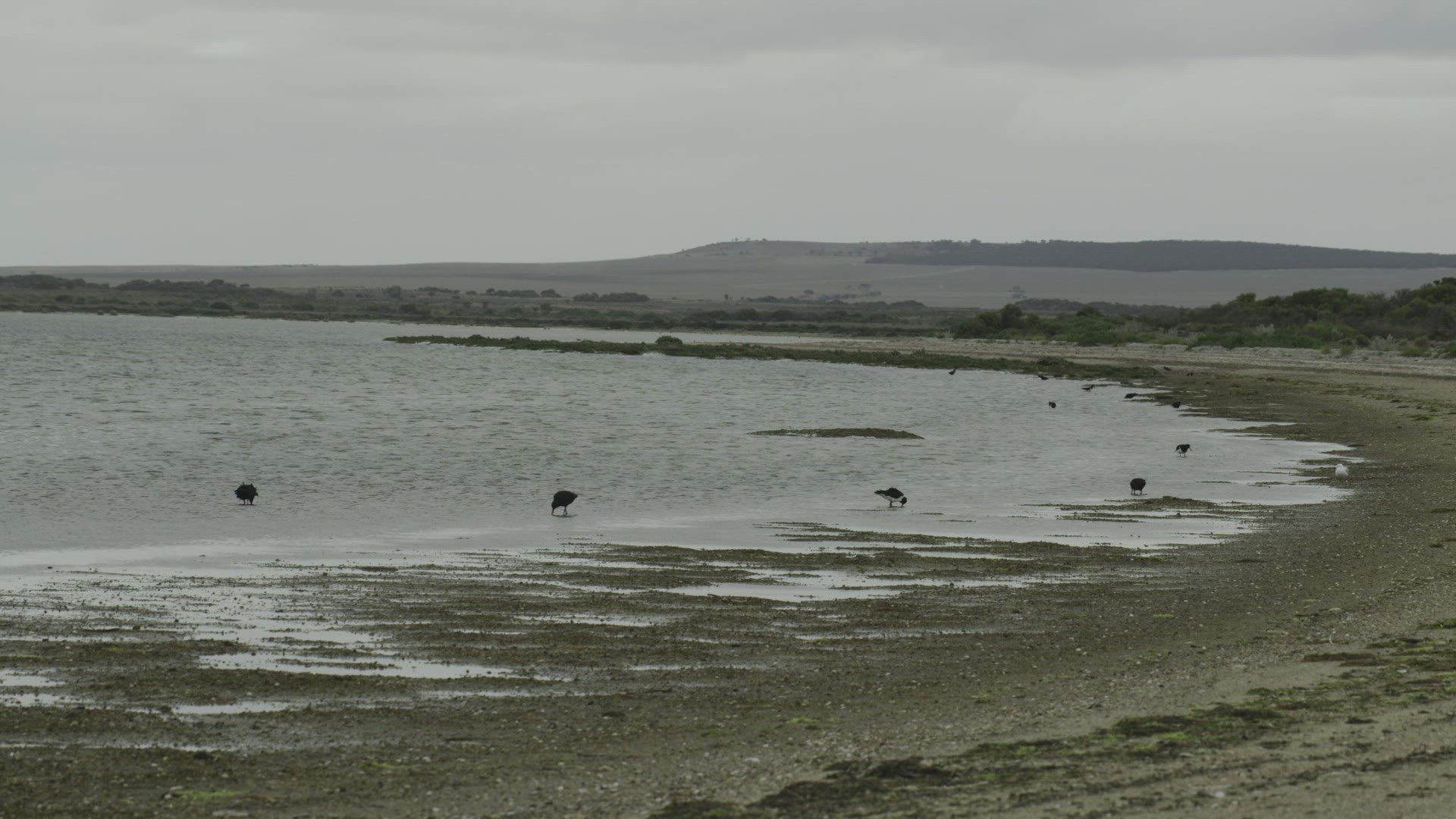 Oyster catchers feeding