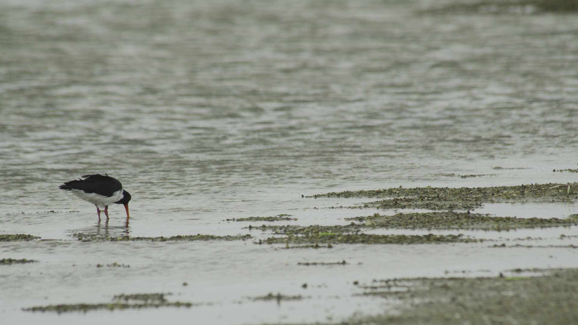 Alone Oyster catcher
