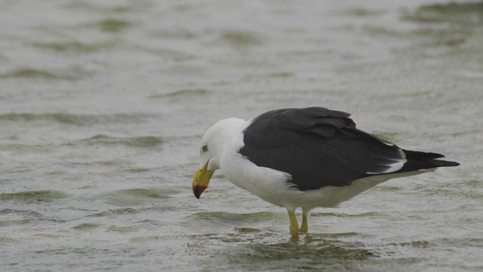 Pacific Gull