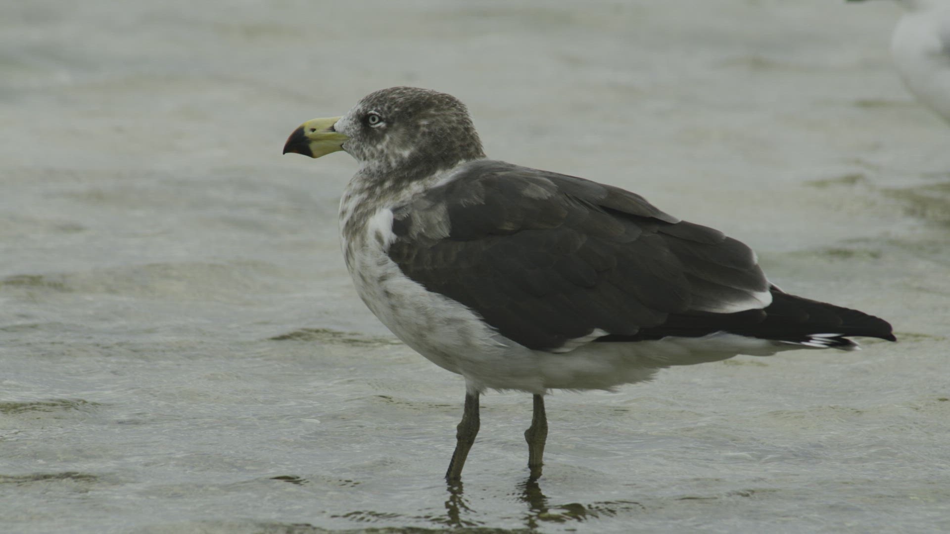 Pacific Gull in the wind