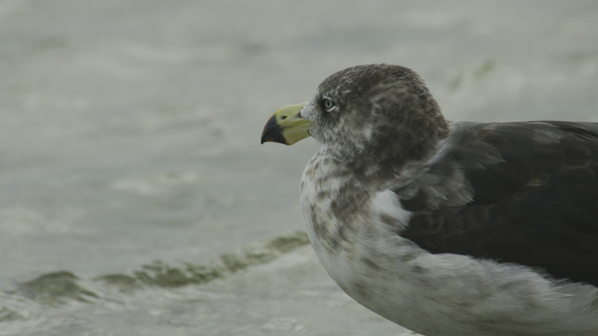 Pacific Gull close up