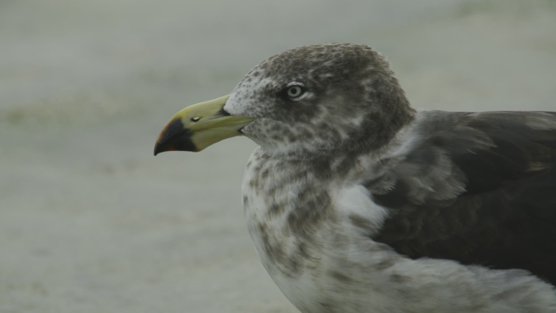 Pacific Gull head shot