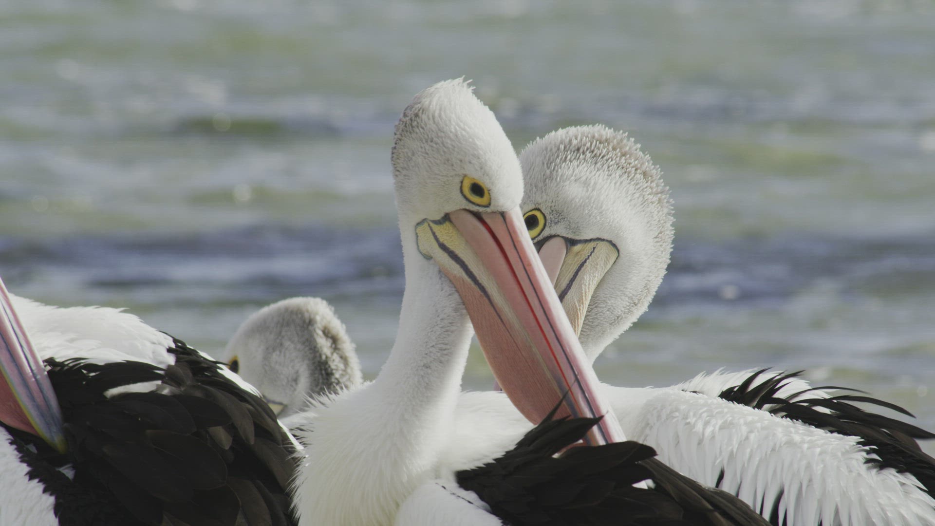 Pelicans in the wind