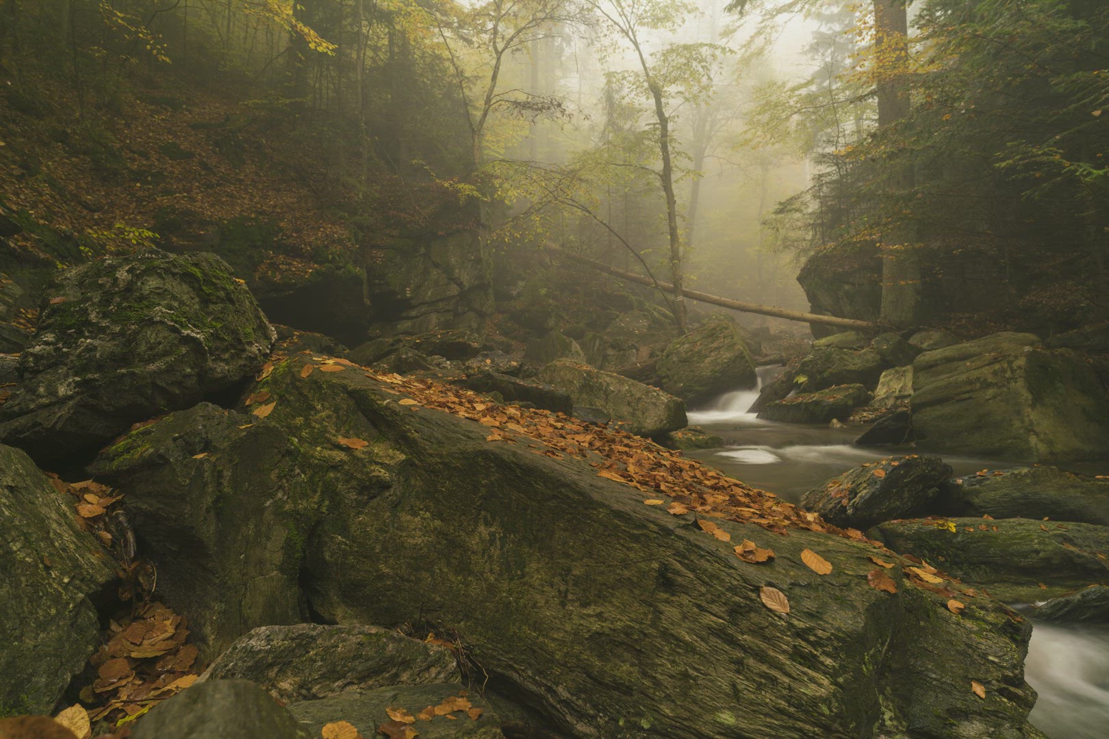 Phenomenal moody autumn stream with leaves and colours 8K