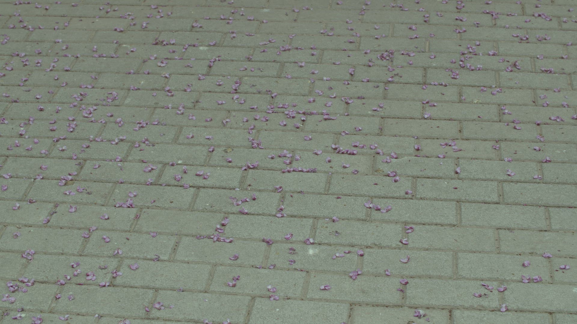 Crop person walking on pavement in spring