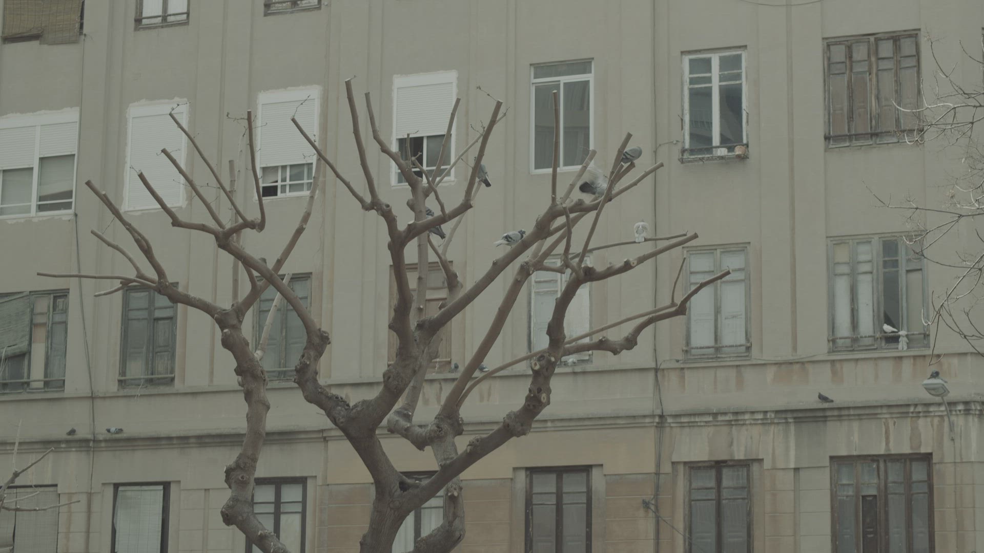 Pigeons on bare tree near the house