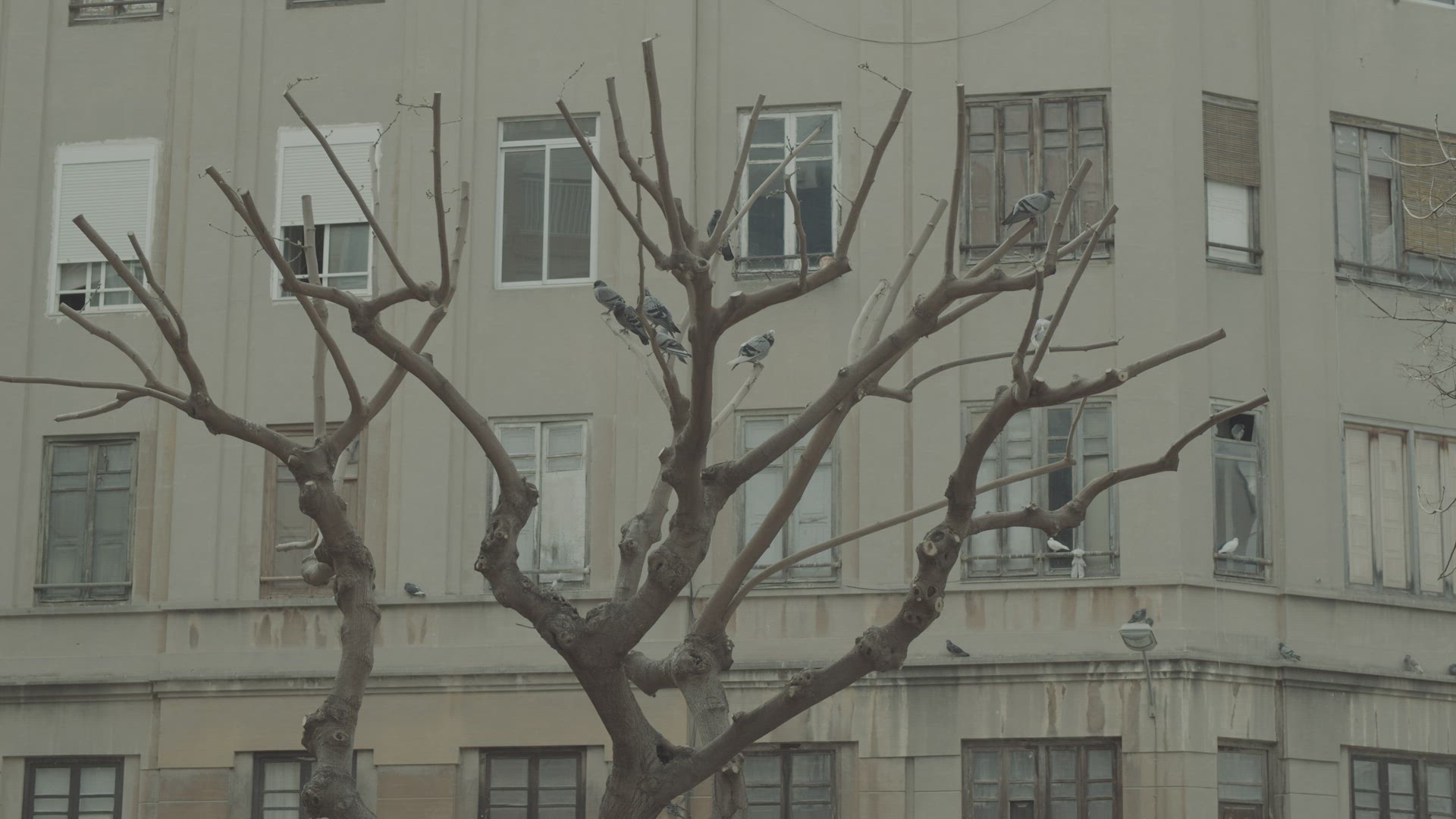 Bare tree with pigeons by the apartment house