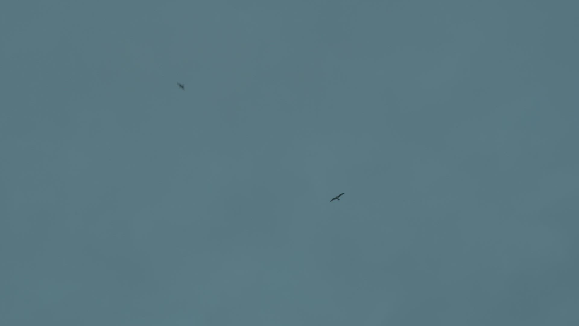Two sea gulls flying in the sky