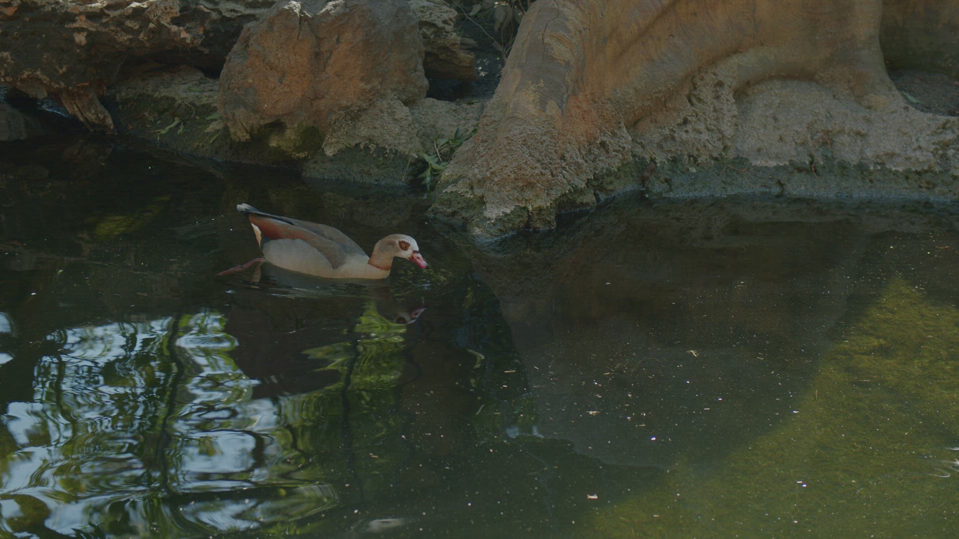 Egyptian goose looking for food in the pond