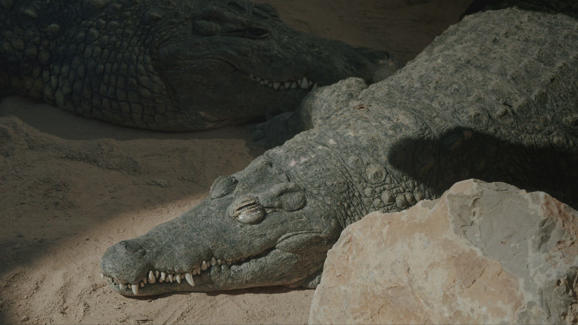 Nile crocodiles resting peacefully in the sun