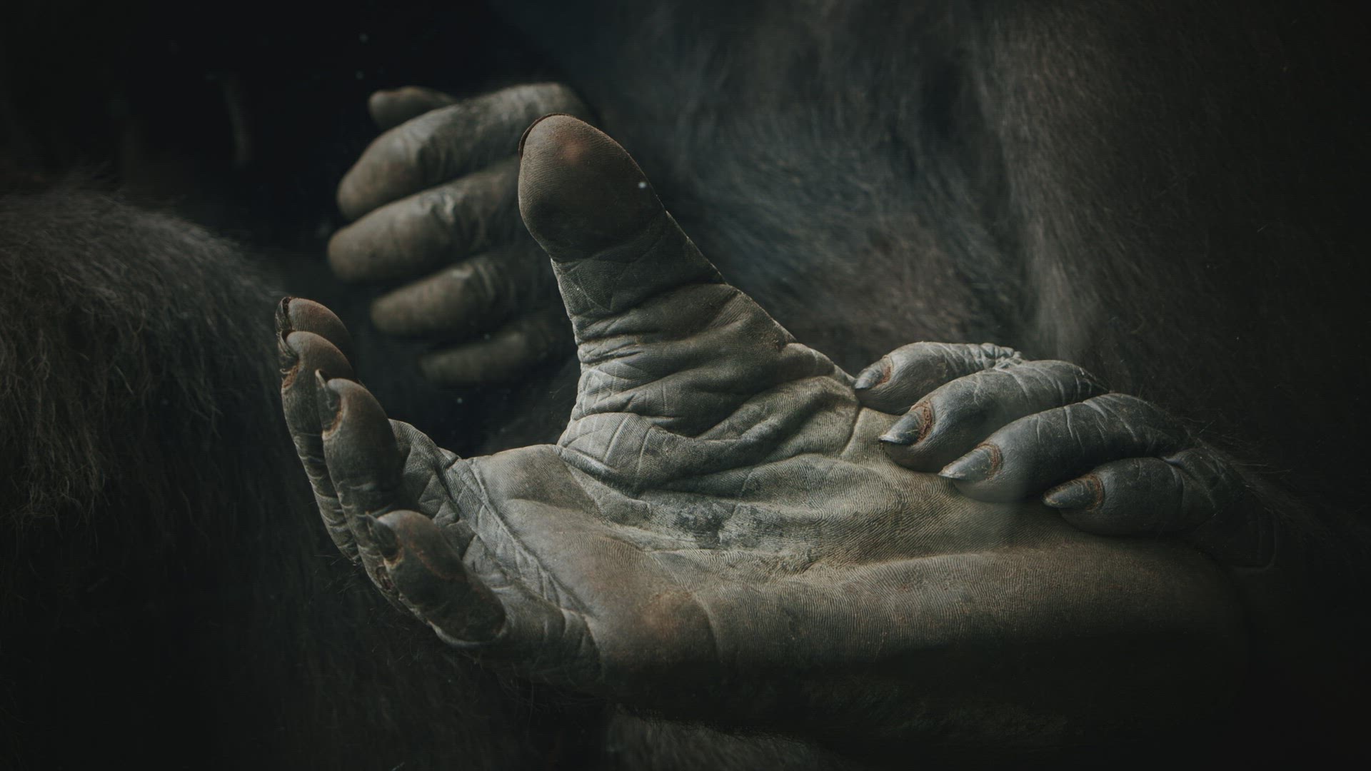 Chimpanzee family bonding. Animal love and care