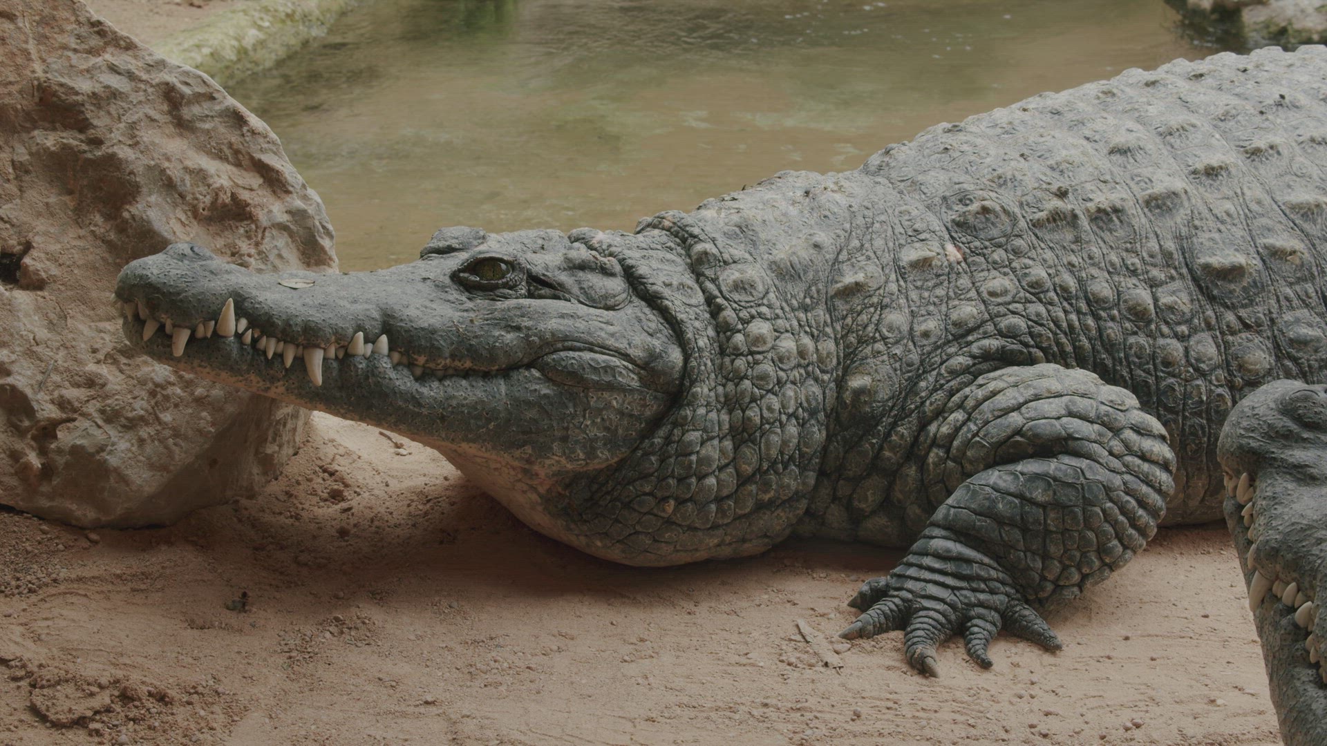 Quiet Nile crocodile near the water in the zoo