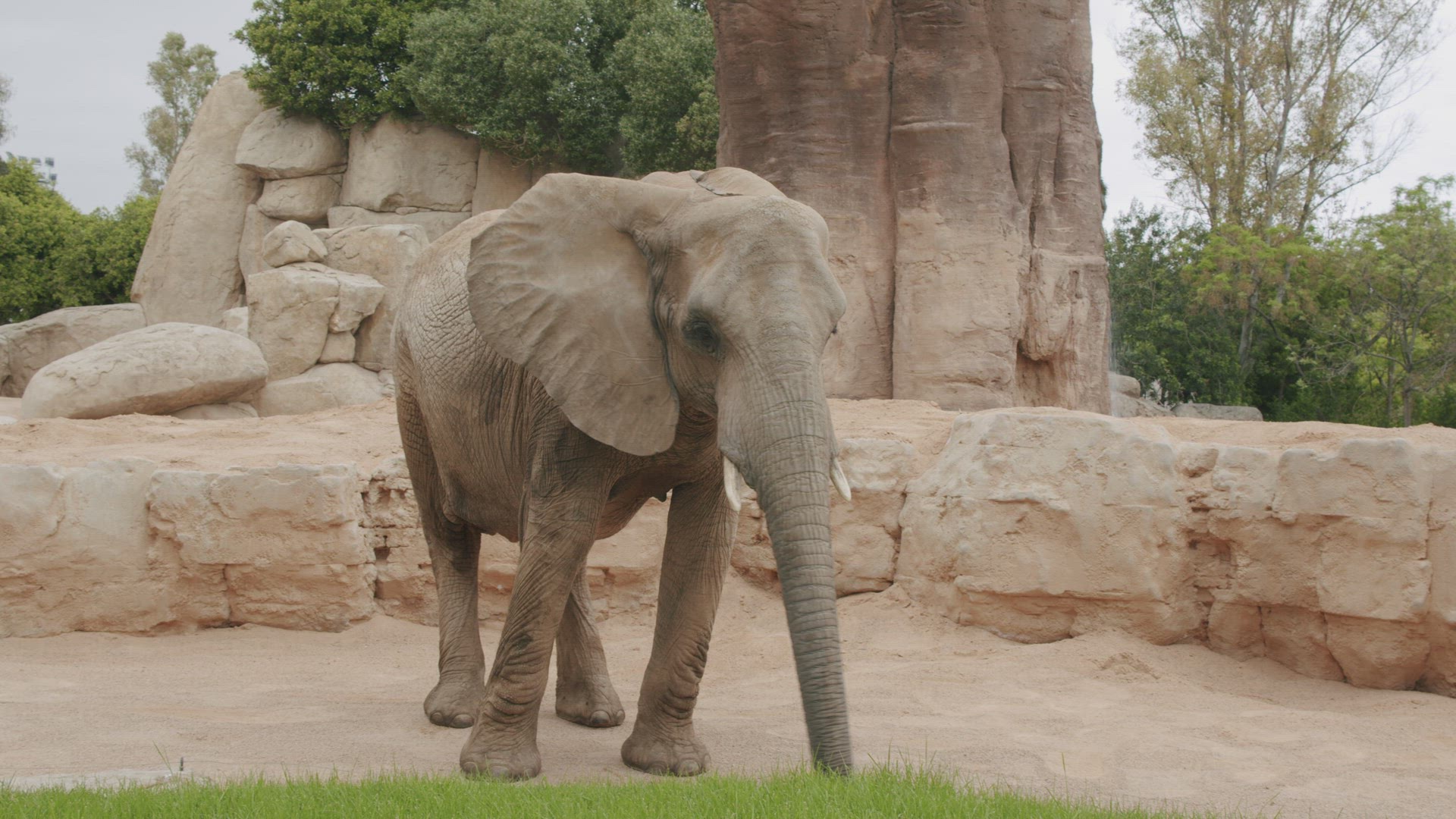 African elephant walking in the zoo