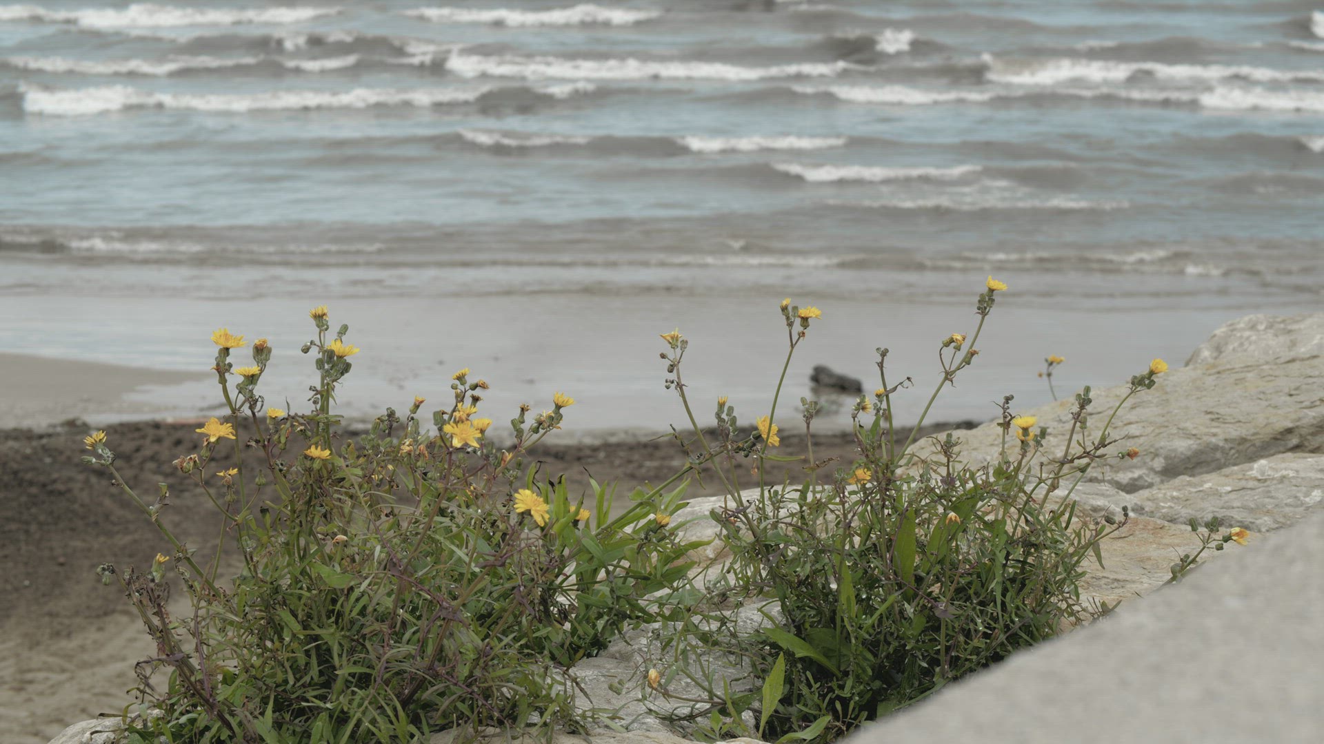 Sea shore with yellow flowers growing among the stones
