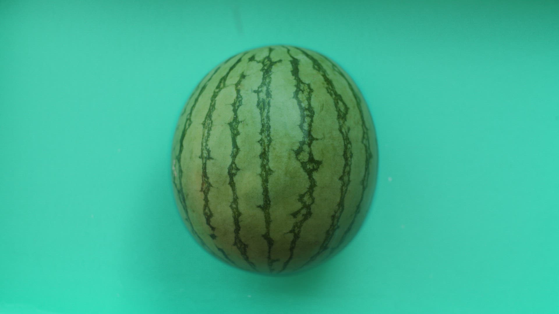 Holi Watermelon Explosion