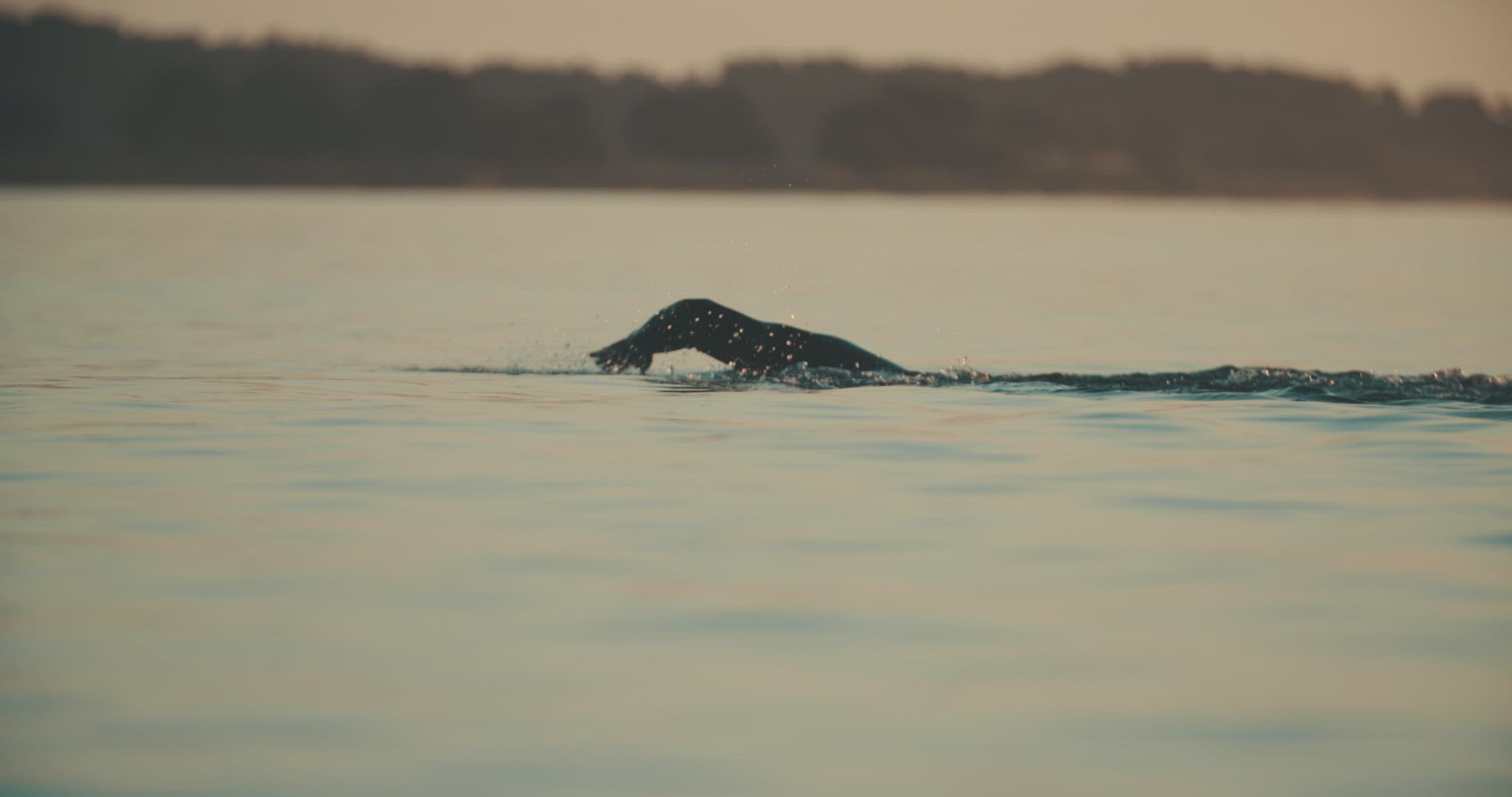 swimmer swimming in ocean sunset wetsuite slowmotion outdoors sports 4k