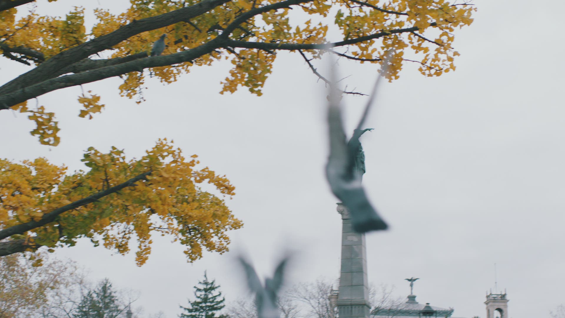 budapest city pigeon fly away stature autum leaves tree cloudy day 4k