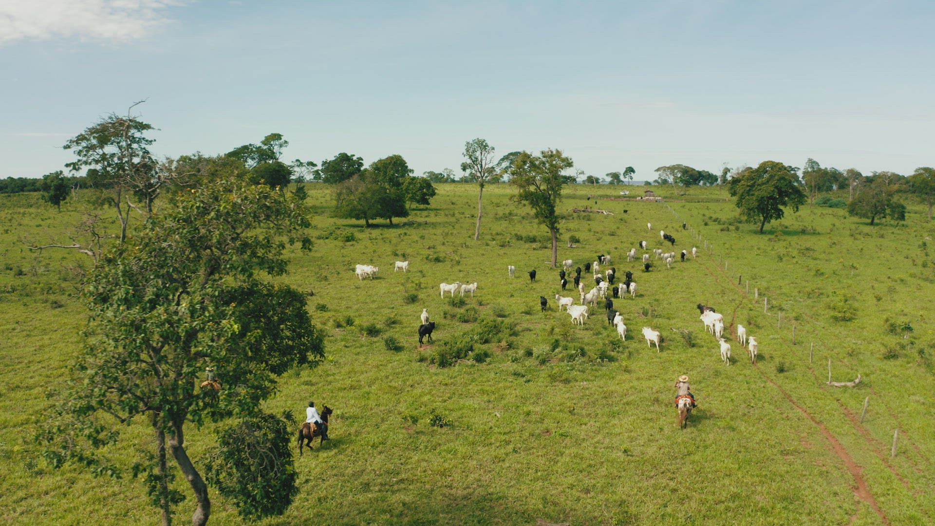 cowboy horse riding cattle cows aerial brazil backcountry grass outdoor 4k