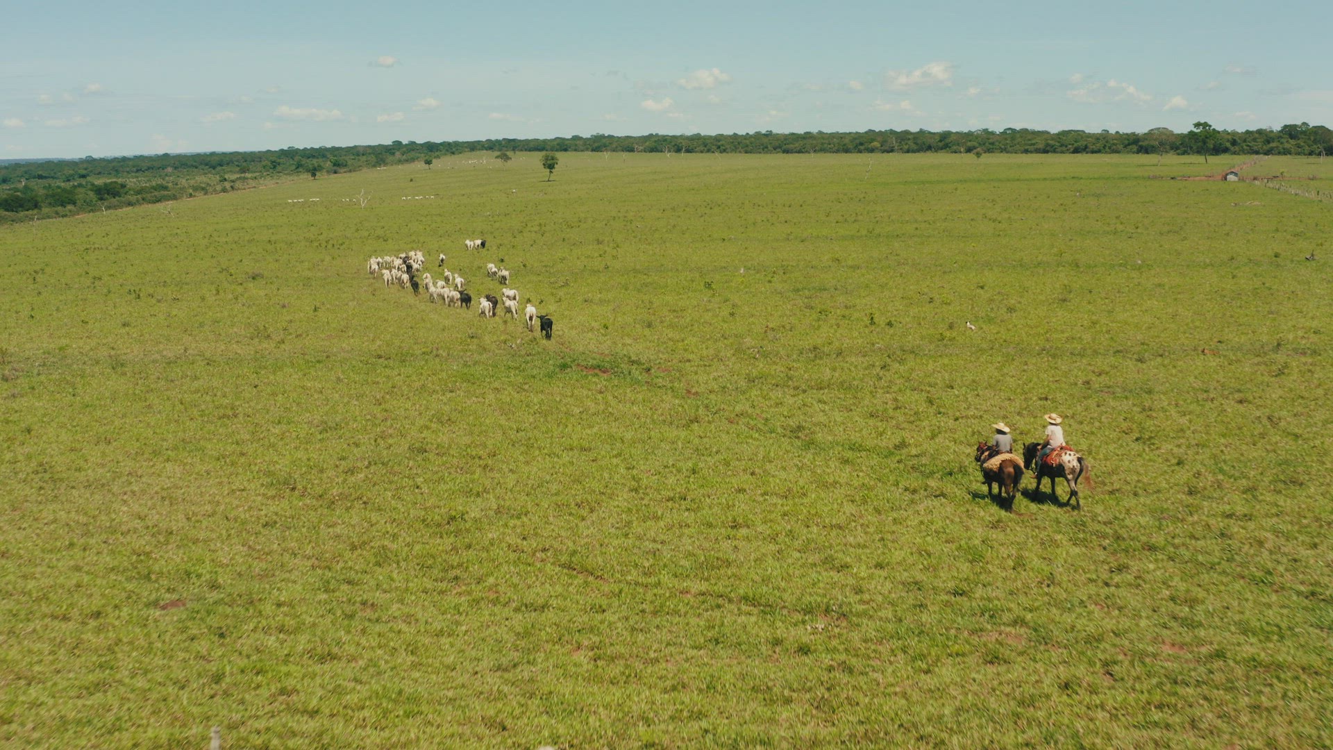 cowboys brazil backcountry cows hourse riding cows aerial outdoors 4k