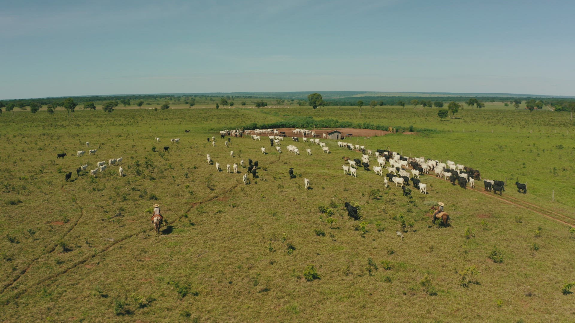 cows cattle cowboys outdoors animals brazil backcountry aerial 4k