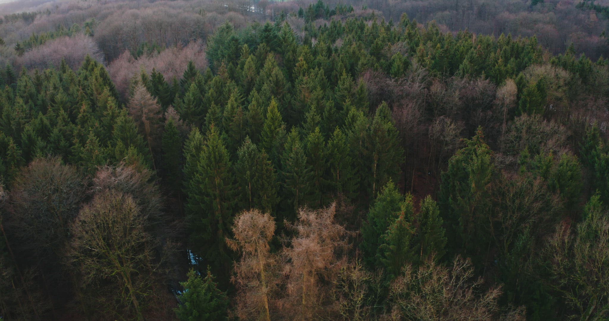 aerial view of a pine wood forest drone 4k