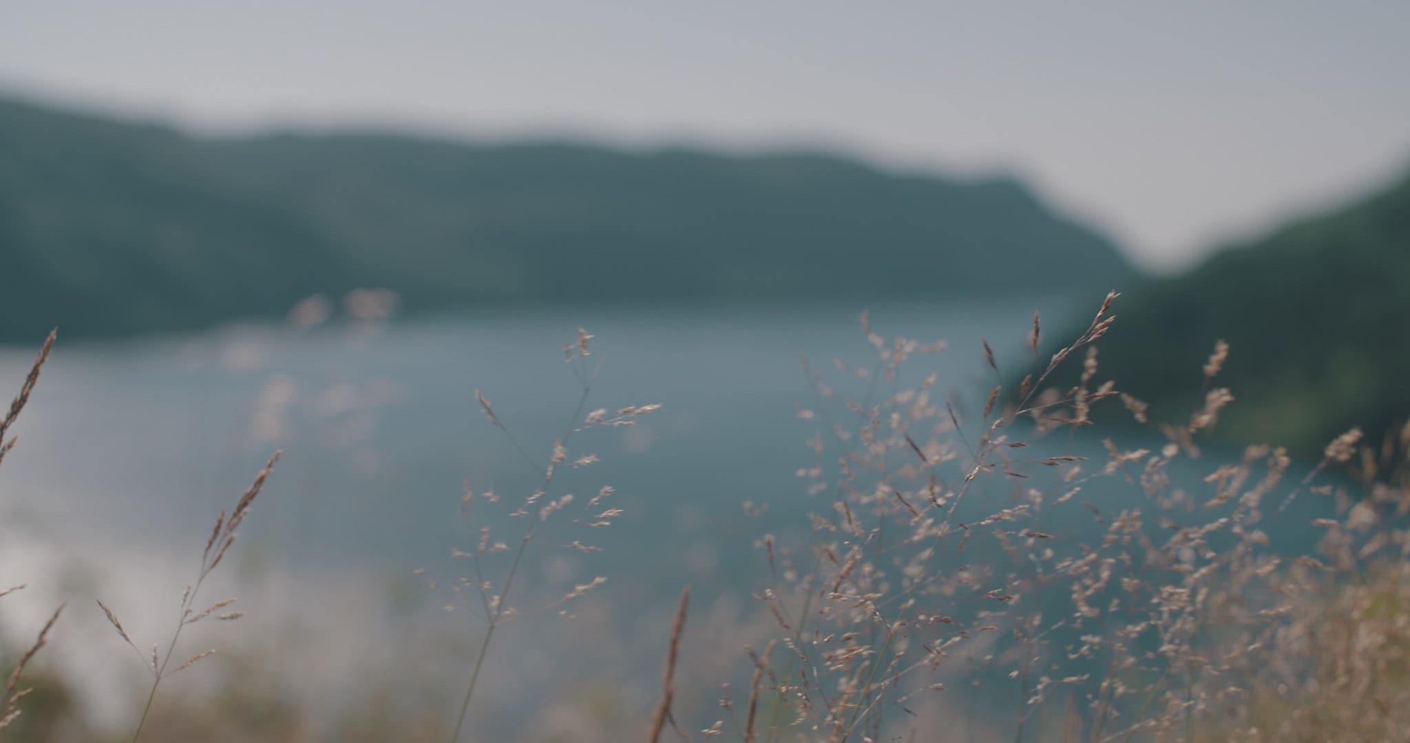 grass moving with the wind fjord in background norway close up detail nature 4k