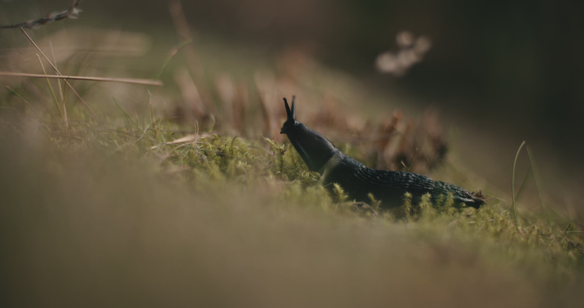 nudibranch slug makro detail nature wildlife moss 4k