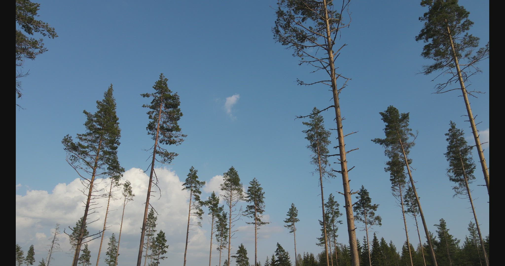 drone shot - pov flying through seed trees in clearcut area in swedish forest