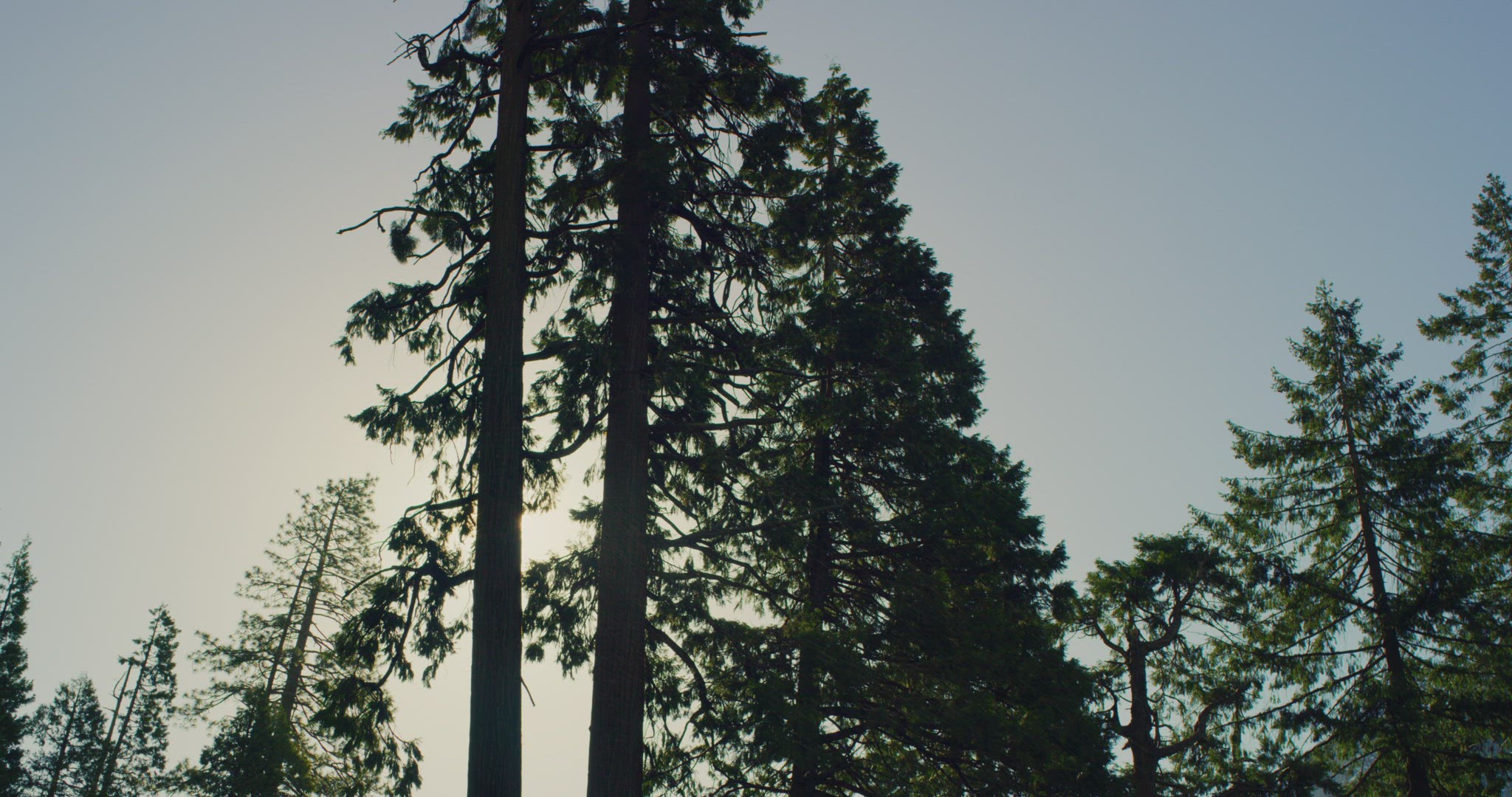 Walking shot of sunshine through pine trees in Yosemite Valley