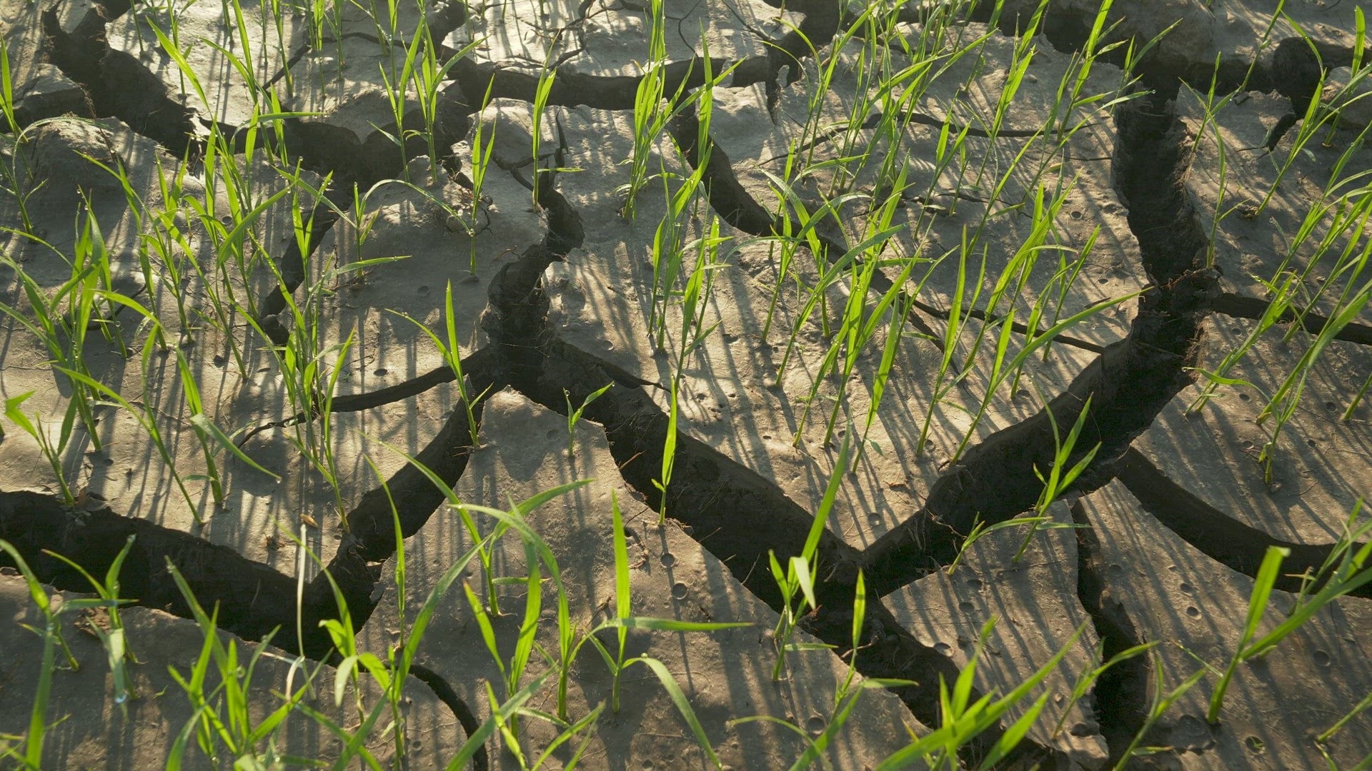 Cracked rice patties, close slide