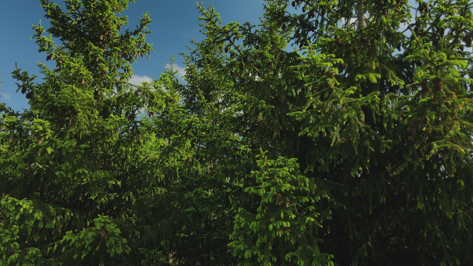 drone shot - spruce trees in swedish forest - tree tops - point of view