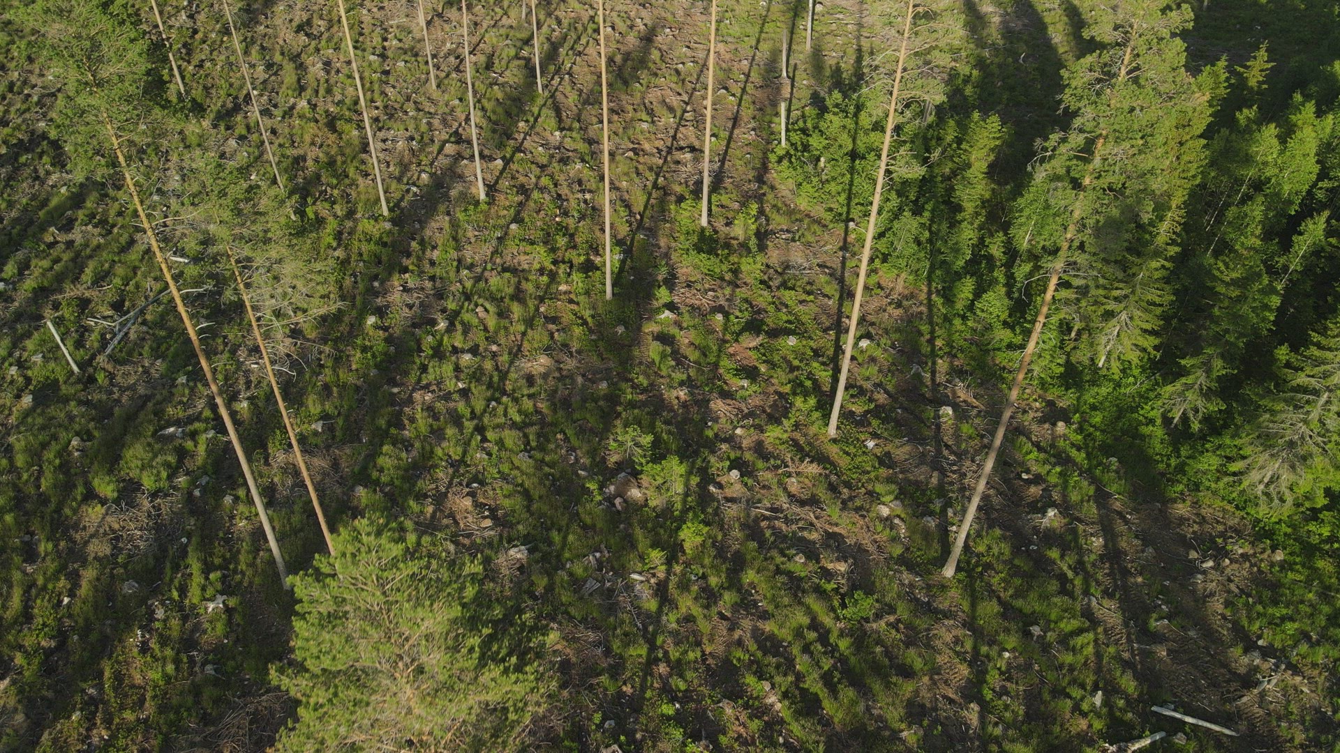 drone shot - point of view - aerial over clear-cut forest in sweden