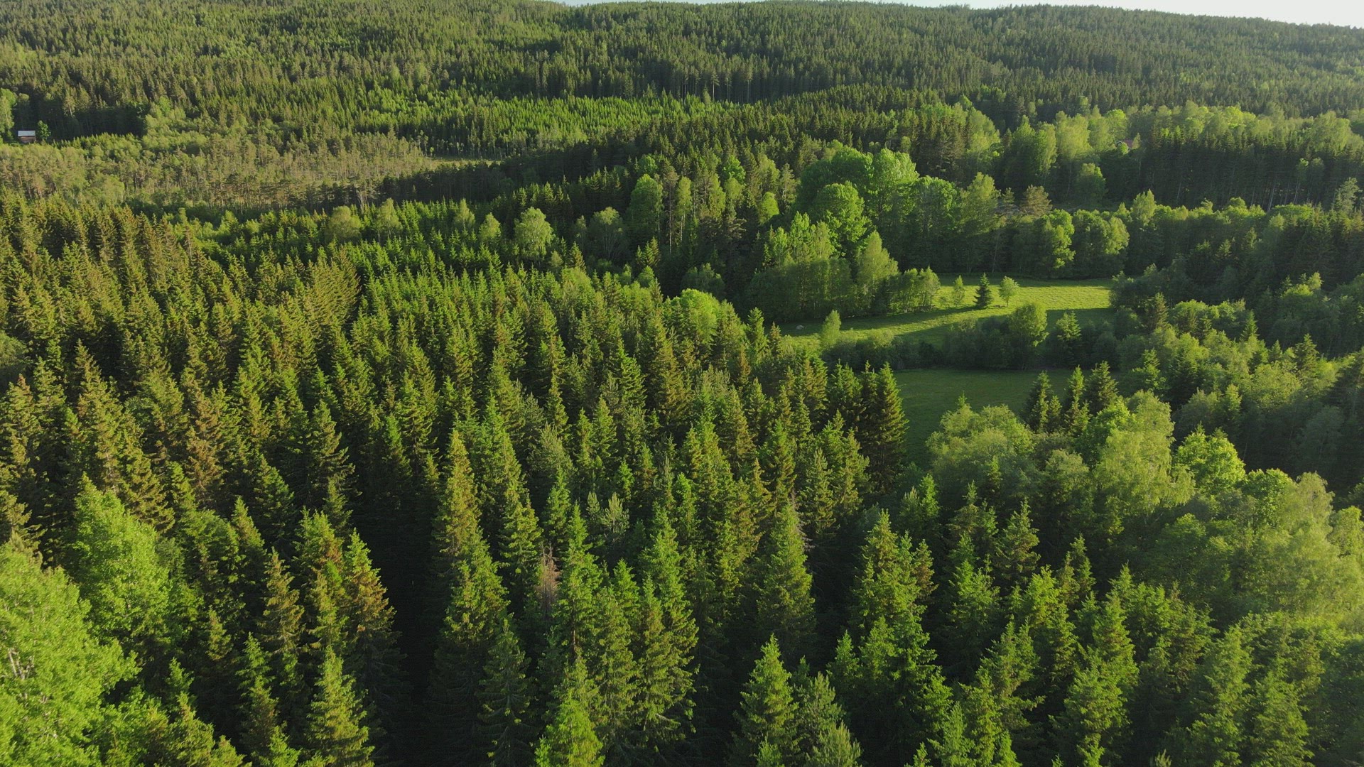 drone shot - aerial over swedish landscape - forest and trees - pov