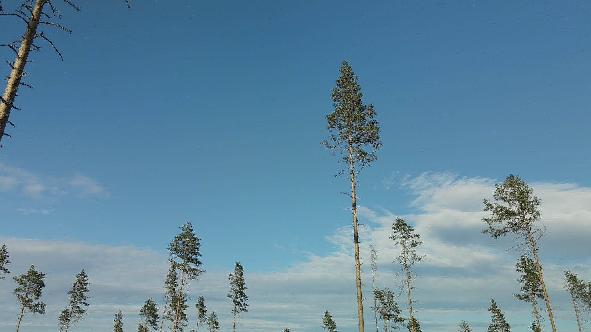 drone shot - point of view aerial flying through seed trees in clear cut forest