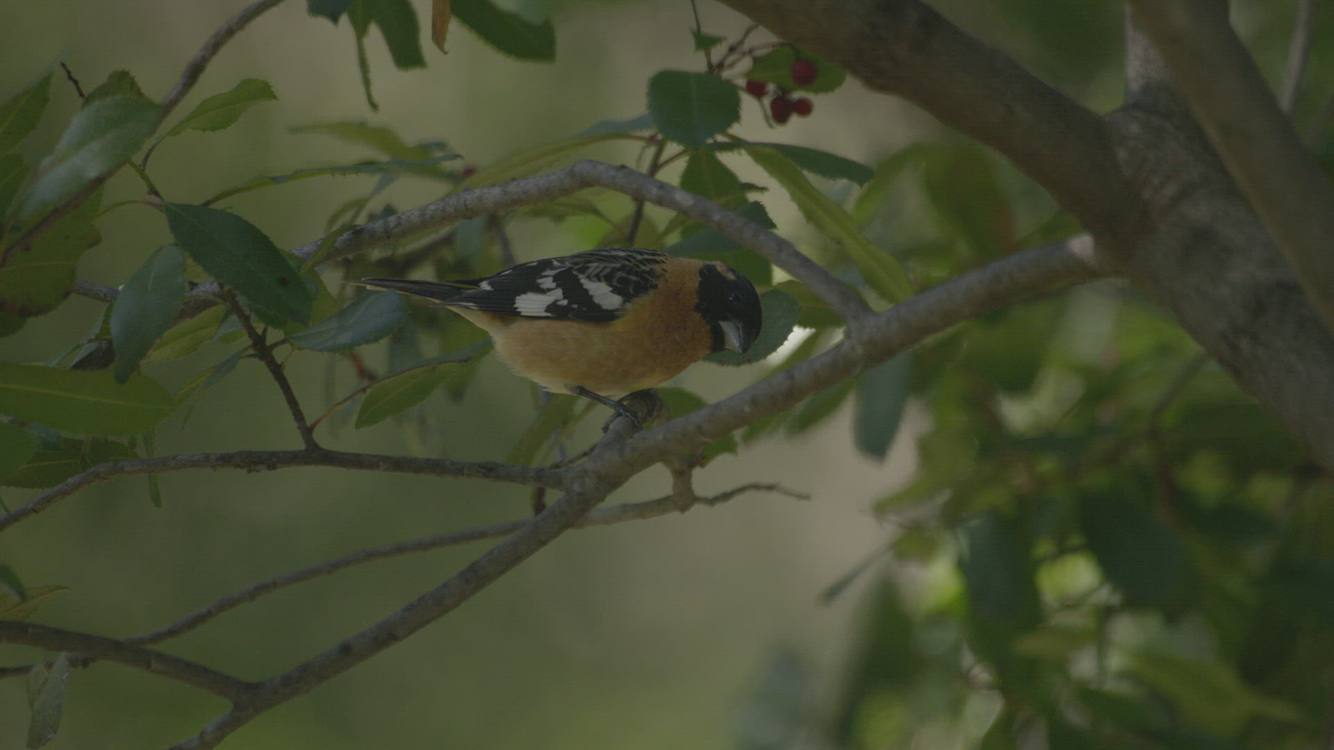 Grosbeak on Toyon branch