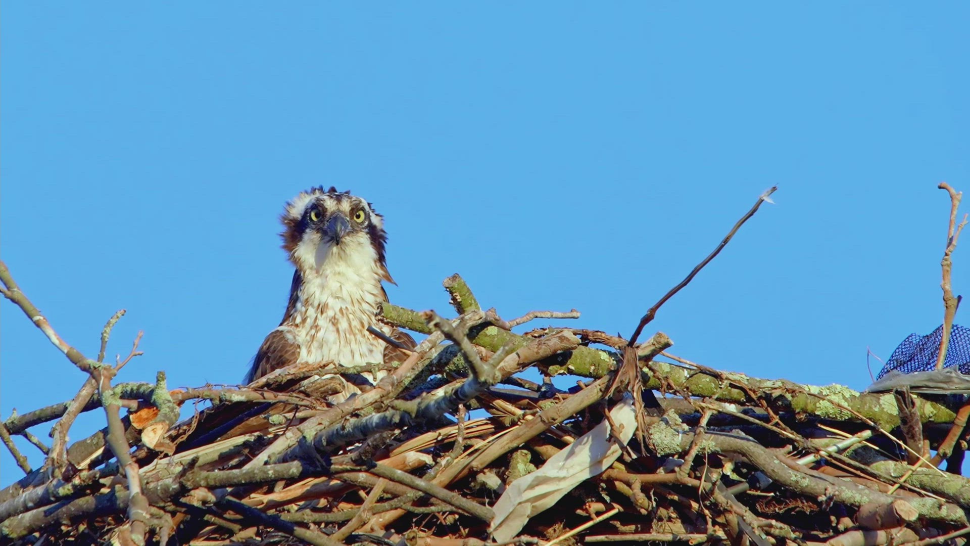 Osprey female sitting in nest
