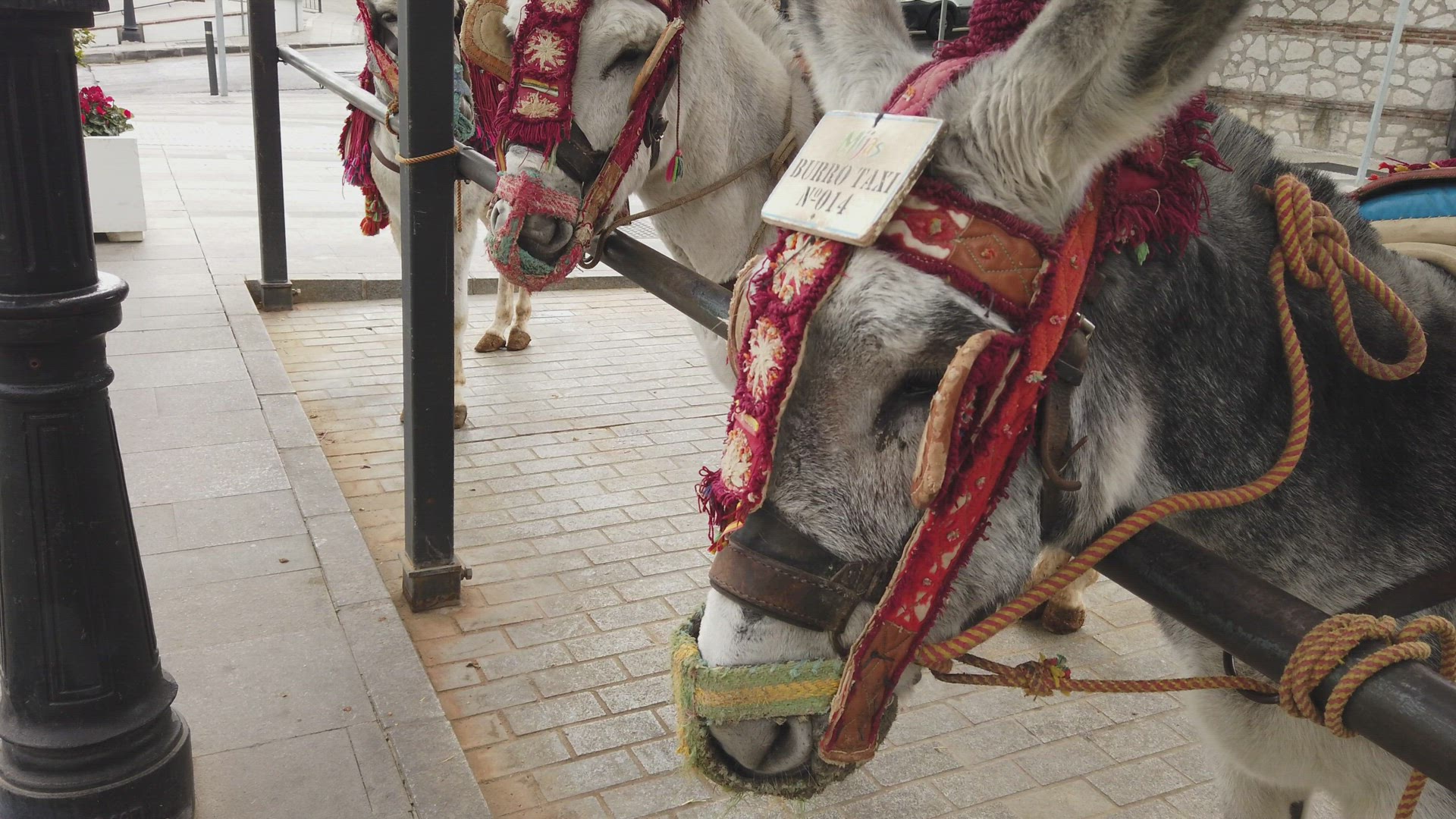Donkeys with embroidered bridles in city, Mijas, Andalusia, Spain
