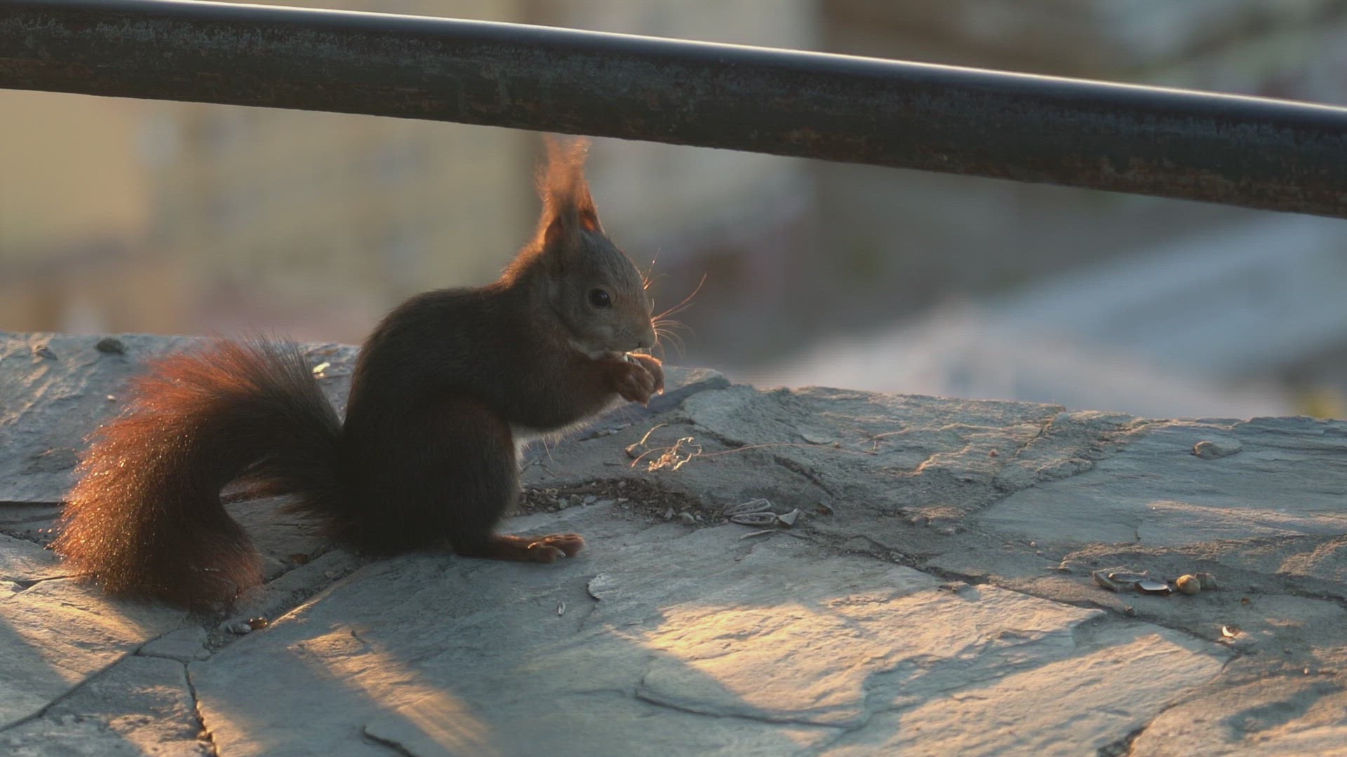 Squirrel eating on wall, Malaga, Spain