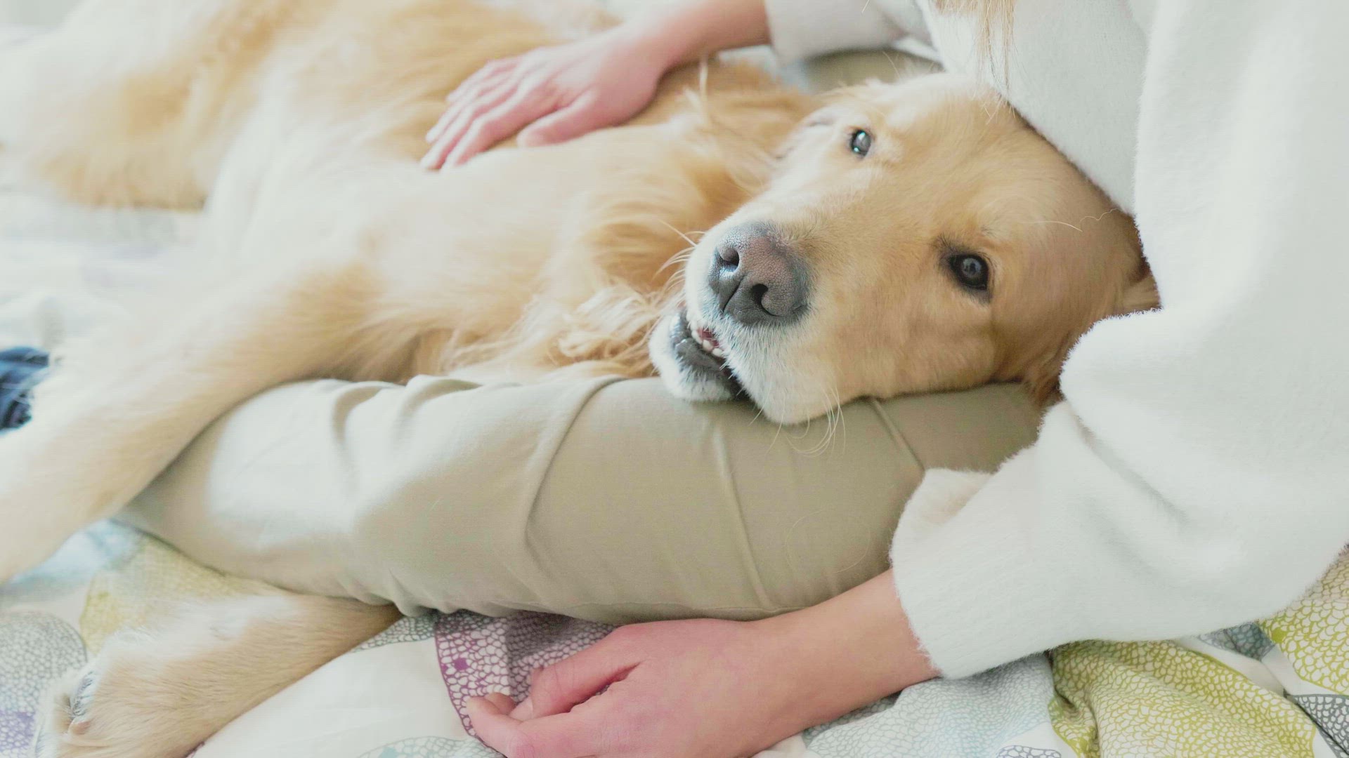 Woman stoking golden retriever, Milan, Italy