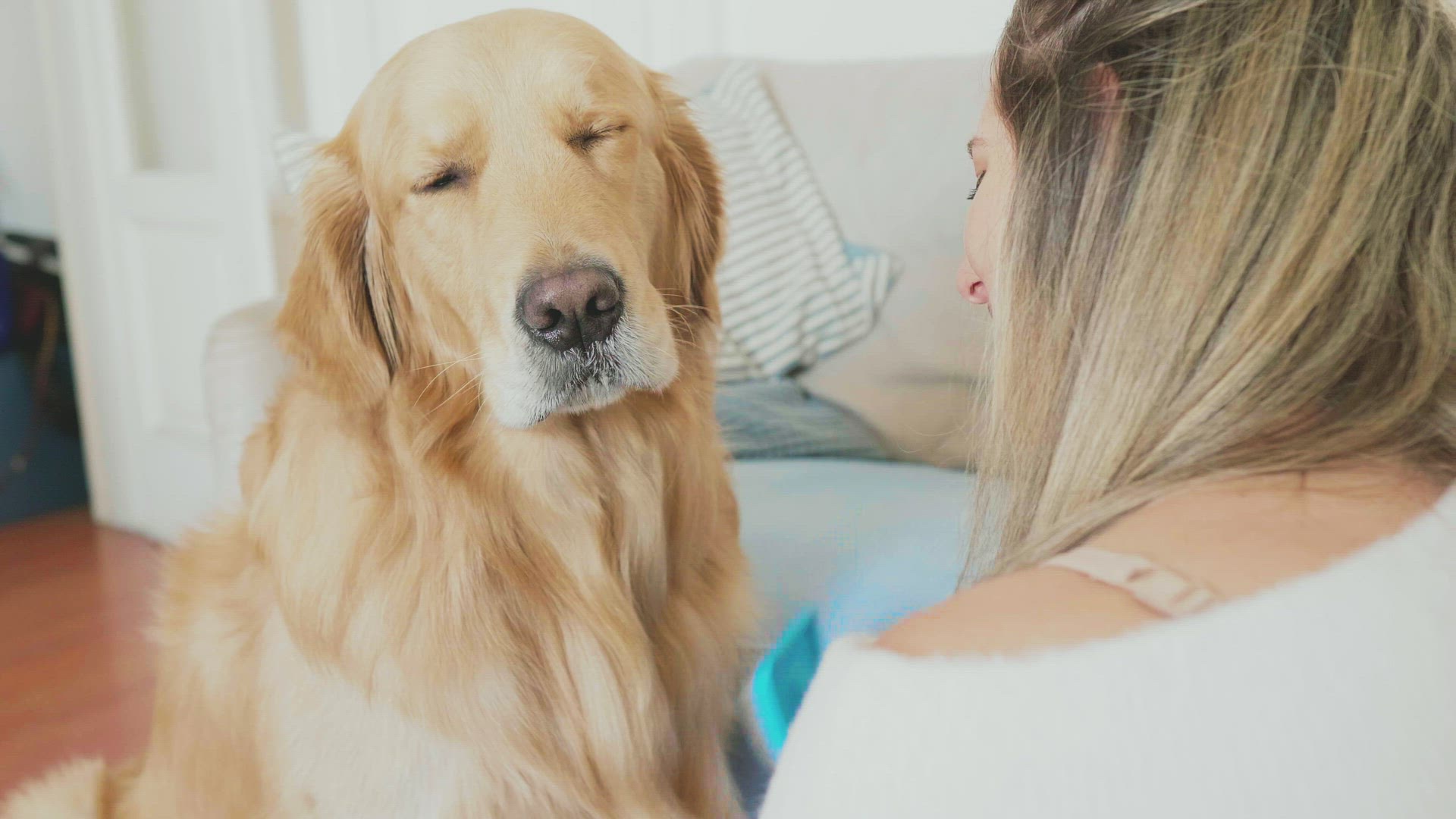 Woman brushing and kissing golden retriever in living room, Milan, Italy