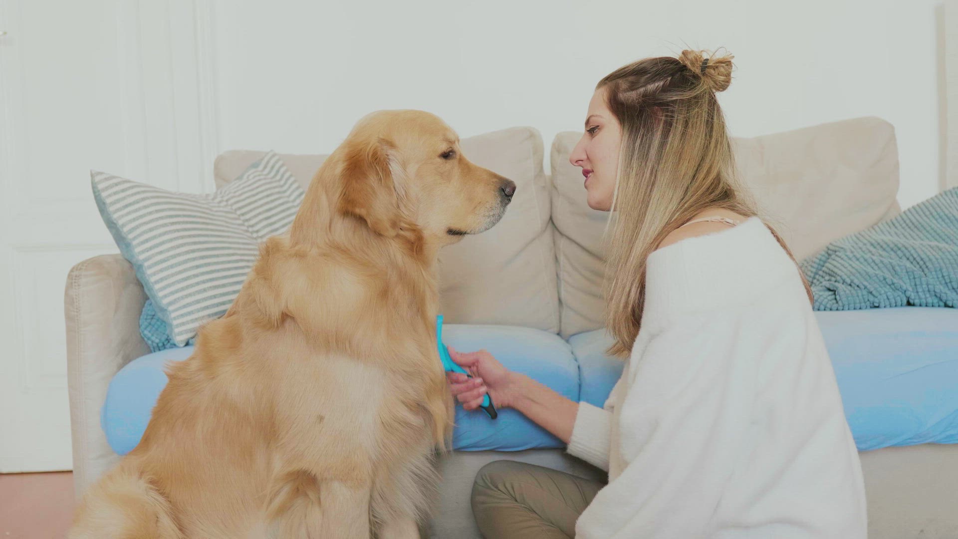 Woman brushing golden retriever in living room, Milan, Italy