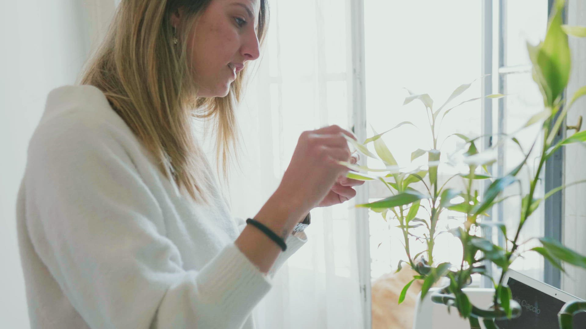 Woman cleaning and spraying small bamboo plant at home, Milan, Italy