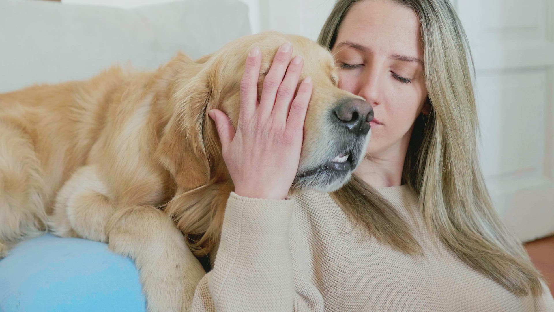 Woman stoking and kissing golden retriever, Milan, Italy