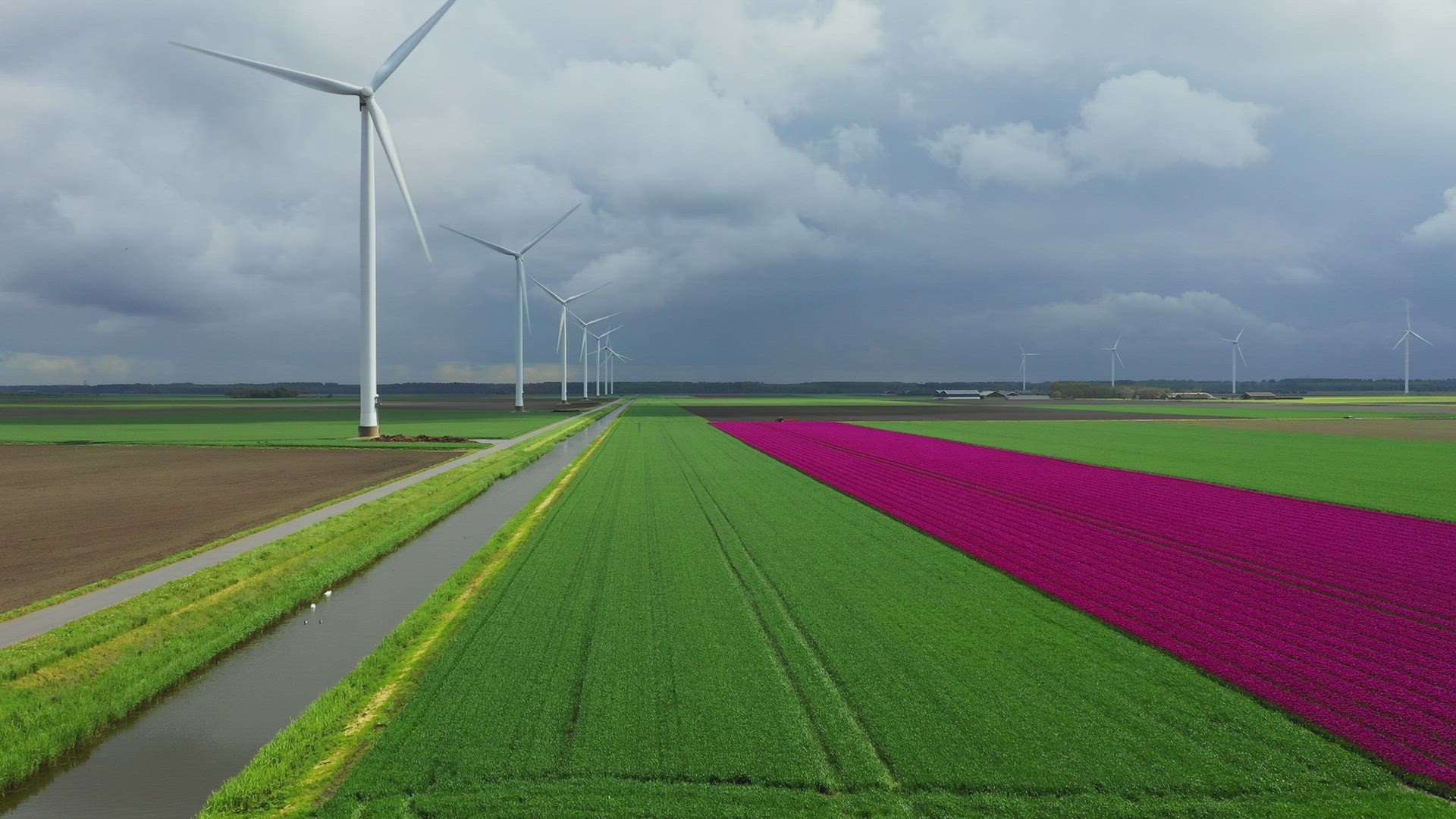 Wind turbines in bulb fields, Zeewolde, Netherlands