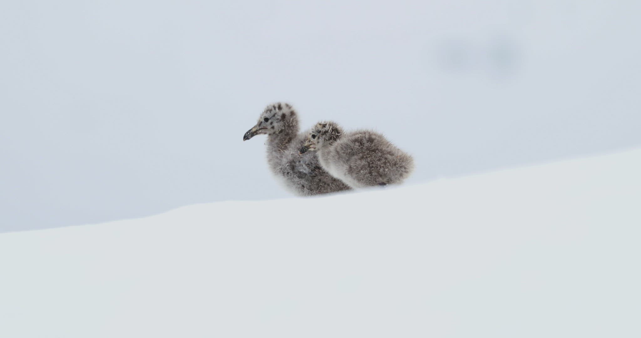 Young birds in deep snow, Cuverville Island, Antarctica